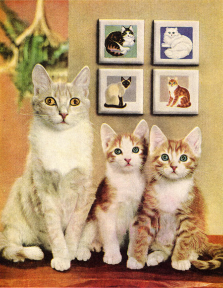 Something is wrong with these cats' eyes, or they're in terror.