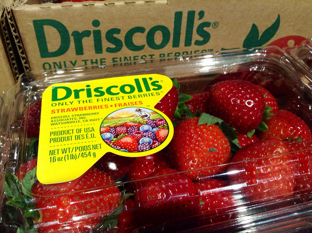 Boycott Driscolls Berries For Their Abuse of Field Workers