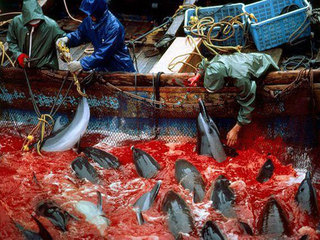 Stop the Dolphin Hunt in Taiji Japan