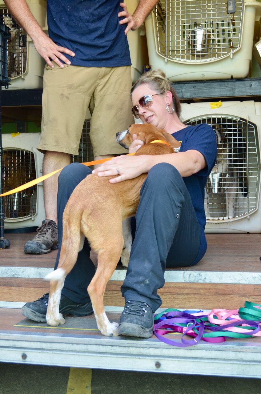 156 Dogs and Cats Some in Lebanon and Brentwood, TN from Operation