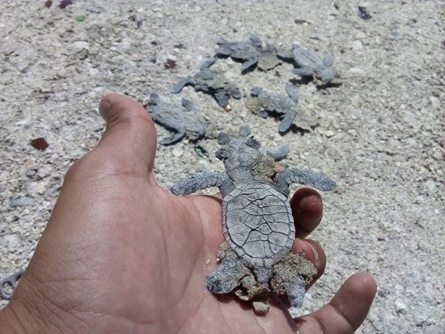 Campeche-Hoy-Tortugas