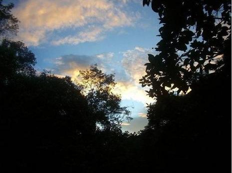 Sunset_in_the_jungle