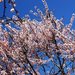 Almonds11_thumb