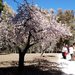 Almonds18_thumb