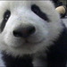 Baby-panda_thumb