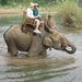 Laos_elephent_thumb