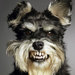 Dog_1_thumb