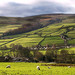 Yorkshire_thumb
