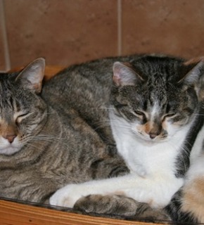 Cats_103005_017--_small_medium