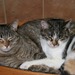 Cats_103005_017--_small_thumb