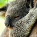 Aus_c_thumb