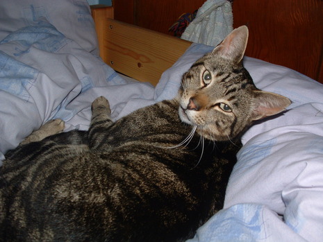 Angelcat