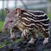 Brazilian_tapir_thumb