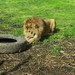 100_2910_thumb