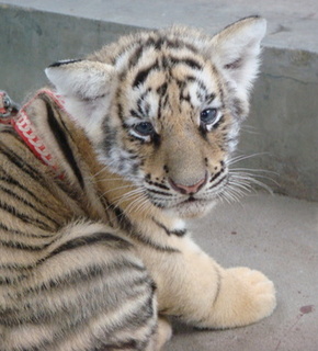 Dsc00209_medium