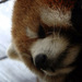 Dsc02601_thumb