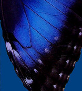 Motyl2_medium