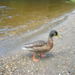 Daivid_gordon_glendalough_2009_007_thumb