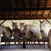 Camargue_horses_shelter_thumb