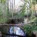 Swamp_near_the_arts_factory_thumb