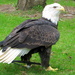 Bald_eagle_thumb