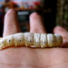 Img_5511_thumb