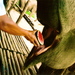 Sc030474a5_thumb