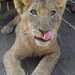Lion_park_south_africa_270_thumb