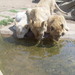 Lion_park_south_africa_274_thumb