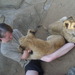 Lion_park_south_africa_161_thumb