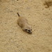 Meerkat_thumb
