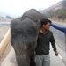 Elephant2_thumb