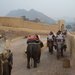 Jaipur_elephants_thumb