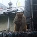 Monkey_thumb