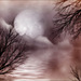 Misty-moon-clouds-water_thumb
