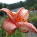 Farm_015_thumb
