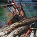 Tn_img_1865_thumb