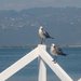 Birds_thumb