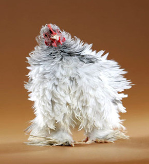 Funny_chicken_medium