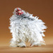 Funny_chicken_thumb