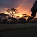 Sunset_on_serengeti_thumb