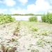 Smaller_peat_thumb