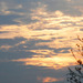 Sam_0466_thumb