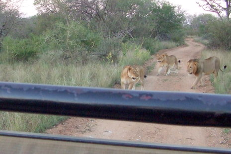 Leo_africa_may_2011223542_150983251636089_110141245720290_283955_8136031_n
