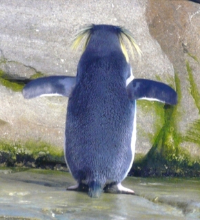 Penguin_medium