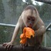 Capuchin_monkey_eating_an_orange_2_thumb