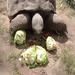 Large_turtle_thumb
