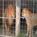 Lion_and_lioness_thumb