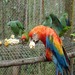 Macaw_and_parrots_eating_1_thumb