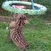 Ocelot_playing_with_tire_thumb